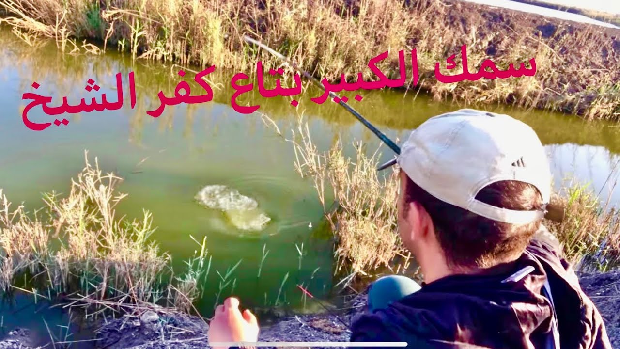 ولعت فى كفر الشيخ سمك بلطى بسنان