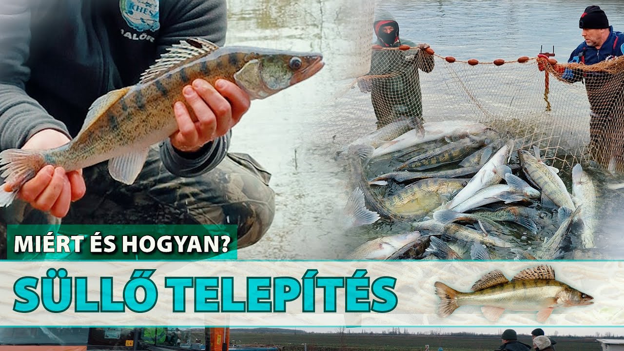 Süllő telepítés - HOGYAN ÉS MIÉRT?