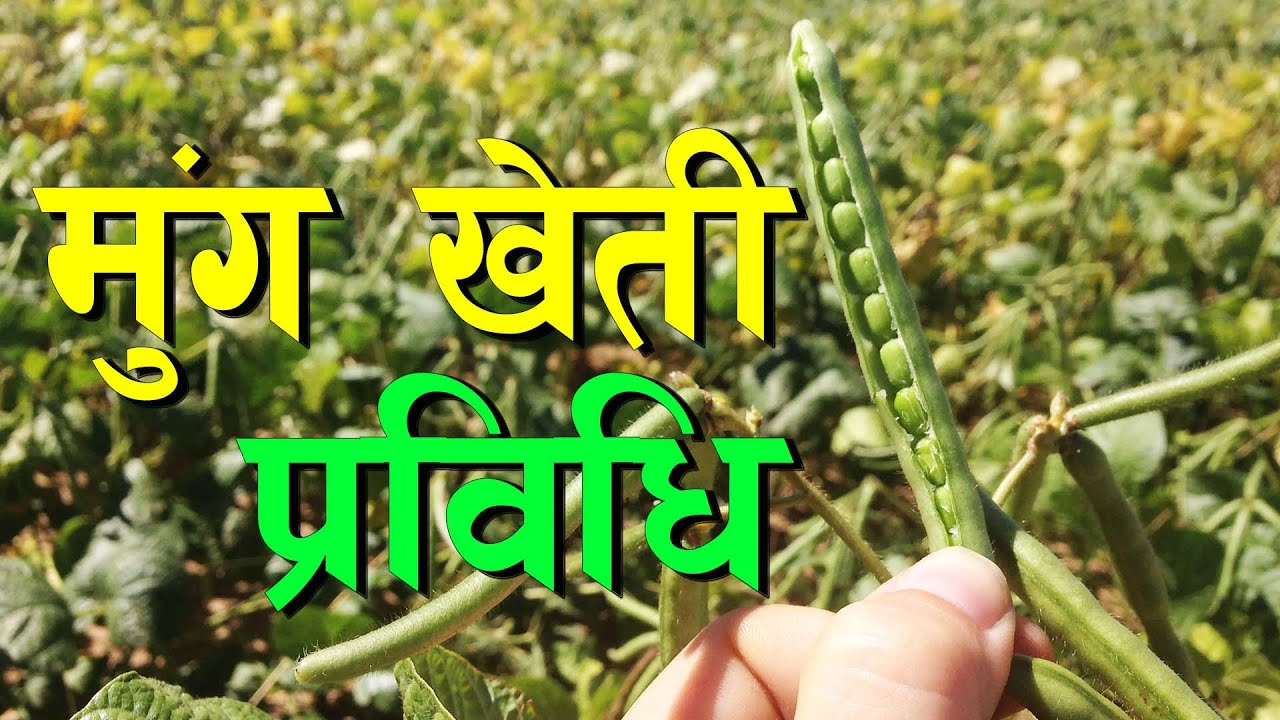 खेती सिकौं, उत्पादन गरौं || Mung Bean Farming in Nepal ||