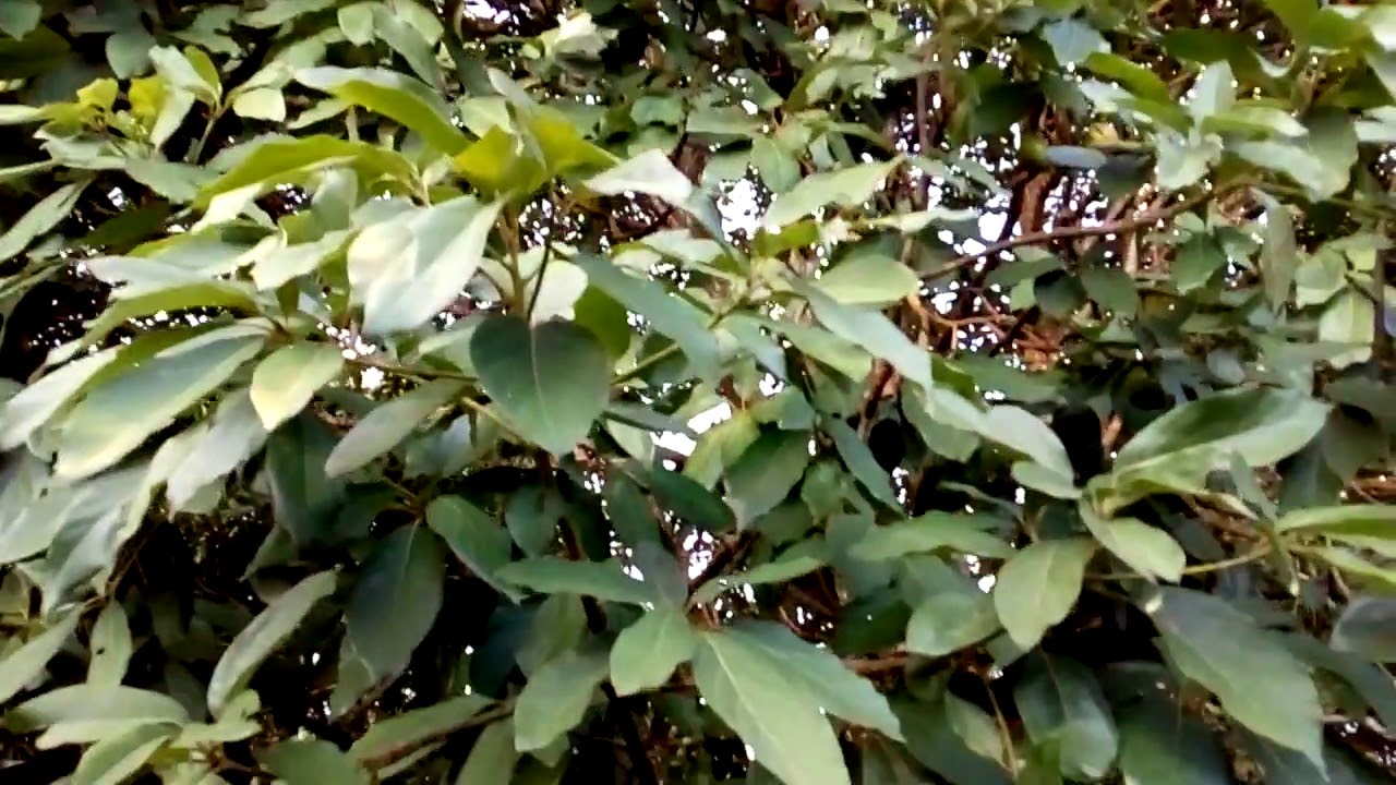 colhendo acerolas
