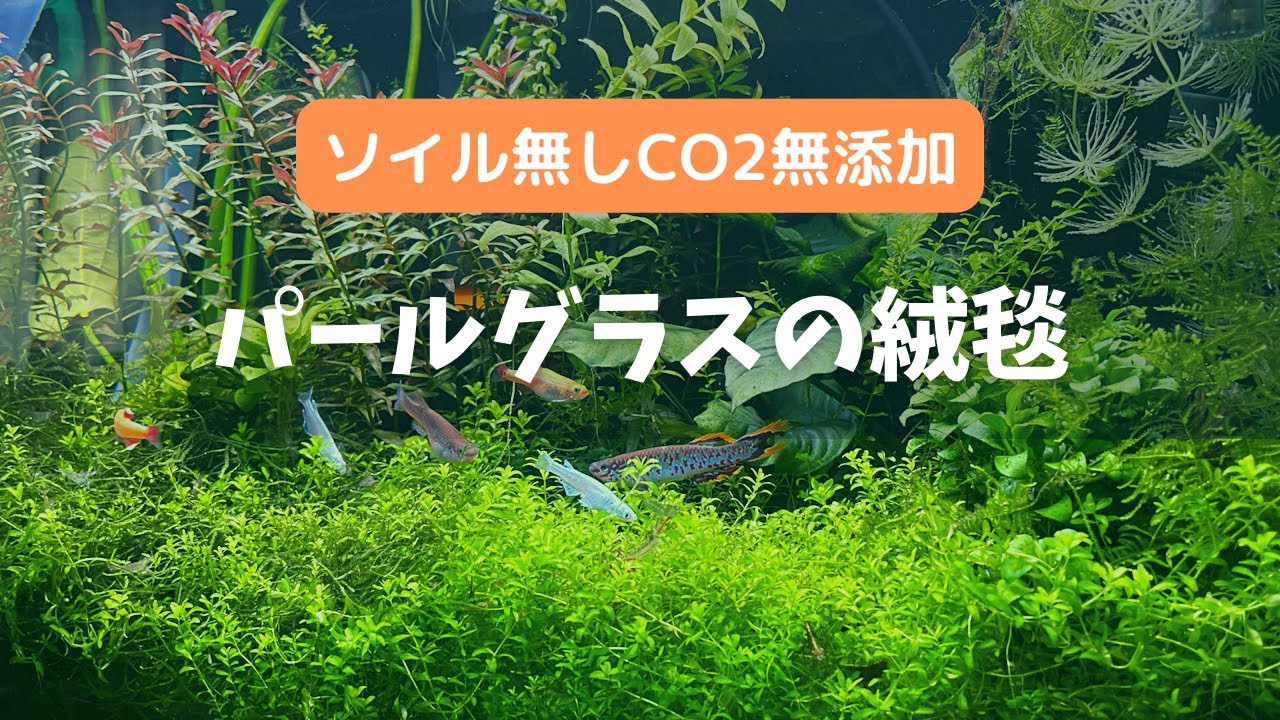 ３年リセットしないで気長に維持した室内メダカ混泳水槽【パールグラスで緑の絨毯】