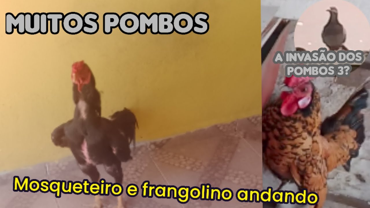 A invasão dos pombos 3 o mosqueteiro e o frangolino