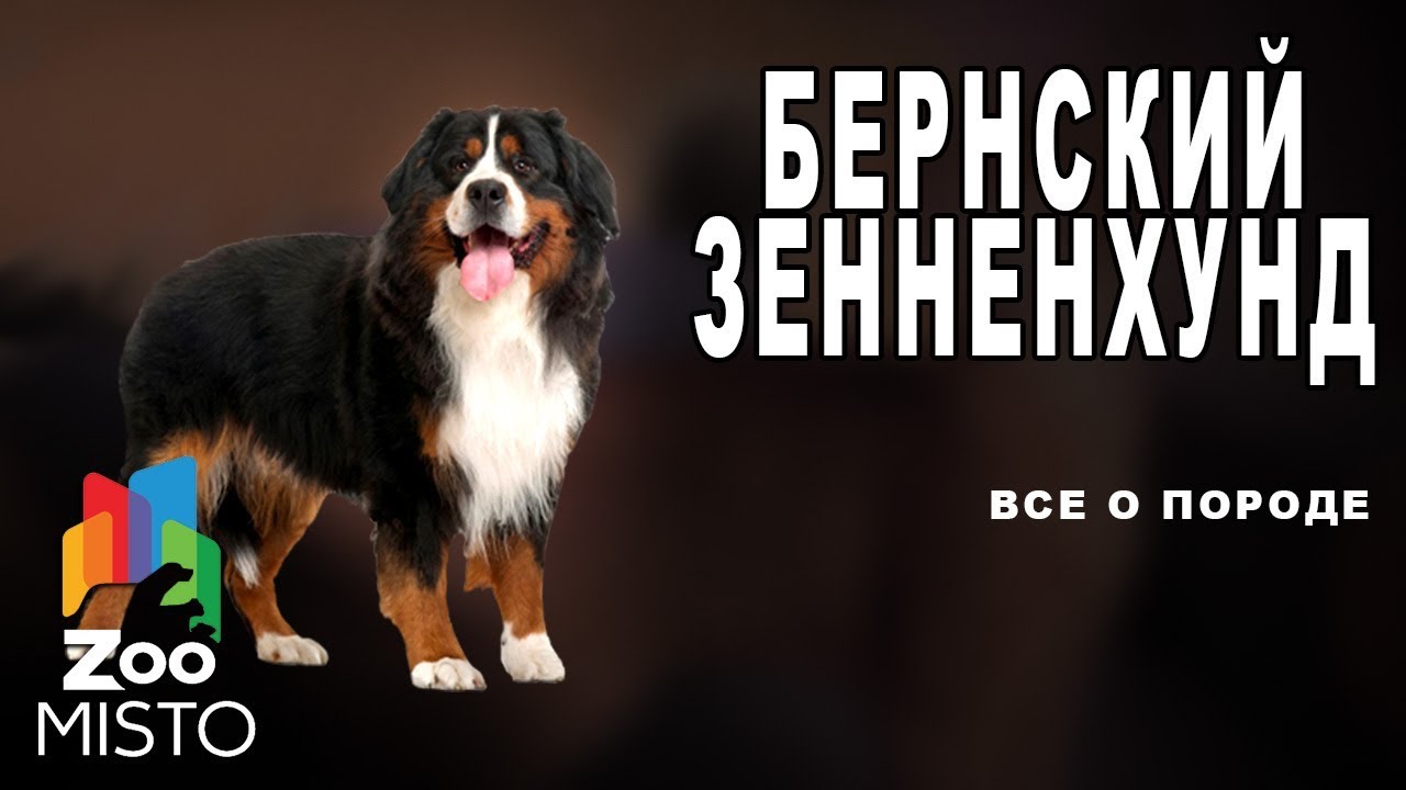 Бернский зенненхунд - Все о породе собаки | Собака породы  бернский зенненхунд