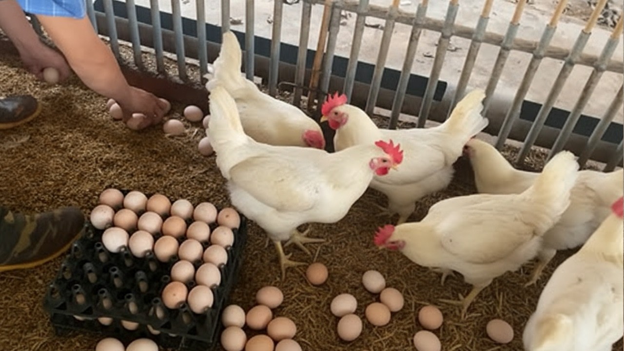 Daily Chicken Egg Harvest | Collecting Fresh Eggs from Farm Hens.