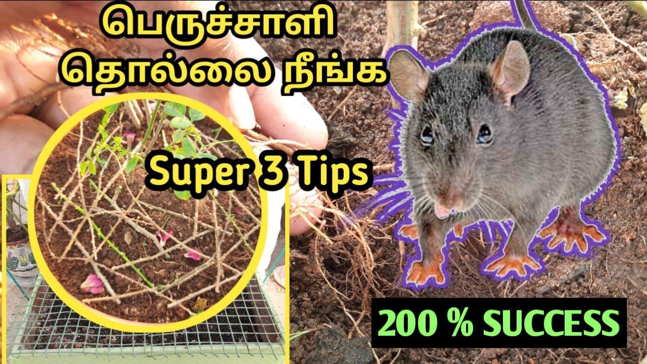 பெருச்சாளி வராமல் இருக்க | how to avoid rats from terrace garden | ஒரே நாளில் எலி விரட்டி அடிக்க
