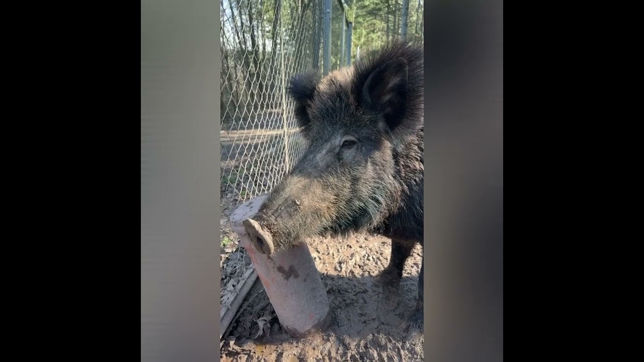 WALLDÜRNER WALDRUNDE MIT WILDGEHEGE
