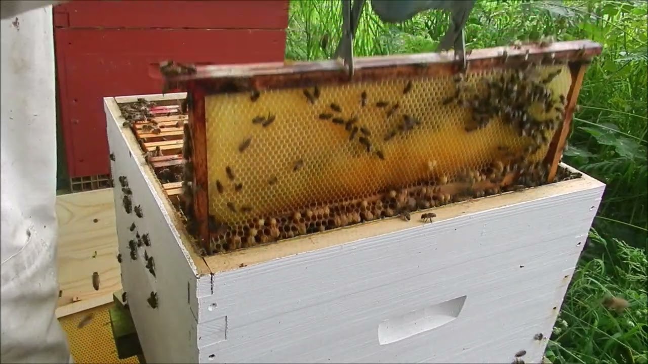 Ruche orpheline Comment la sauver avec un cadre d'œufs des larves du couvain apiculture ancienne