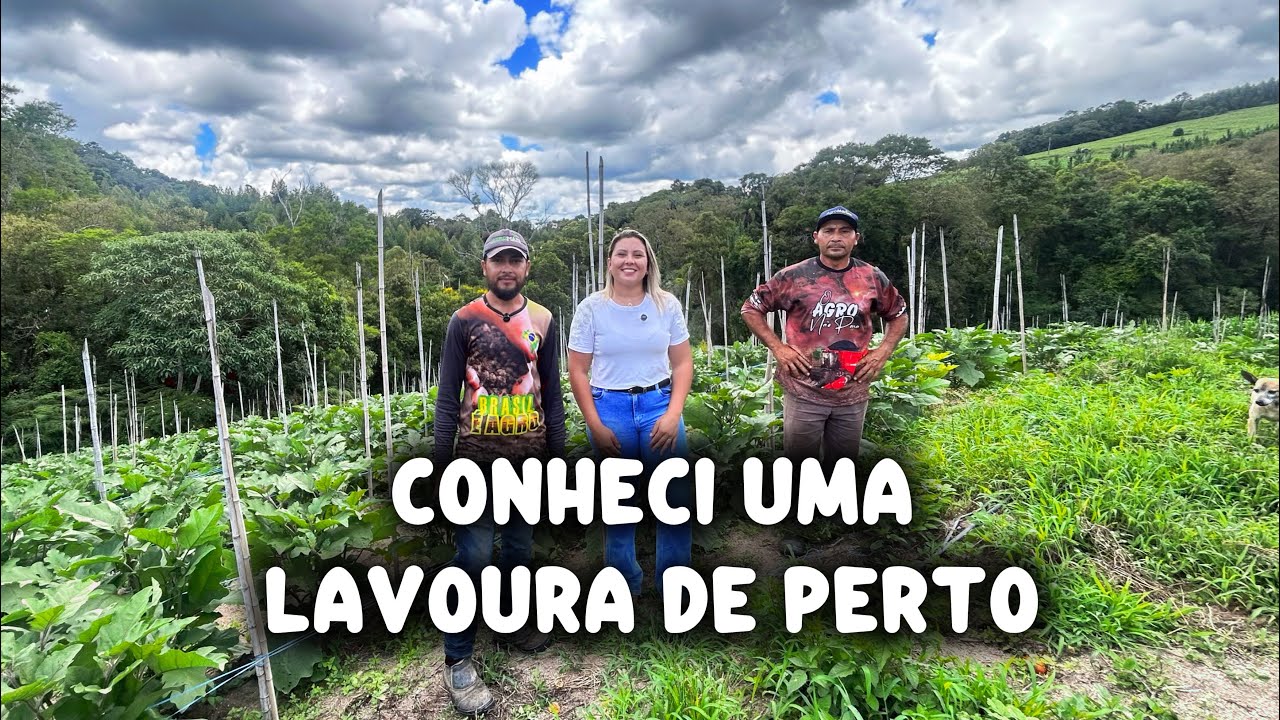 CONHECI UMA LAVOURA DE PERTO - CONTA AÍ REGIÃO 