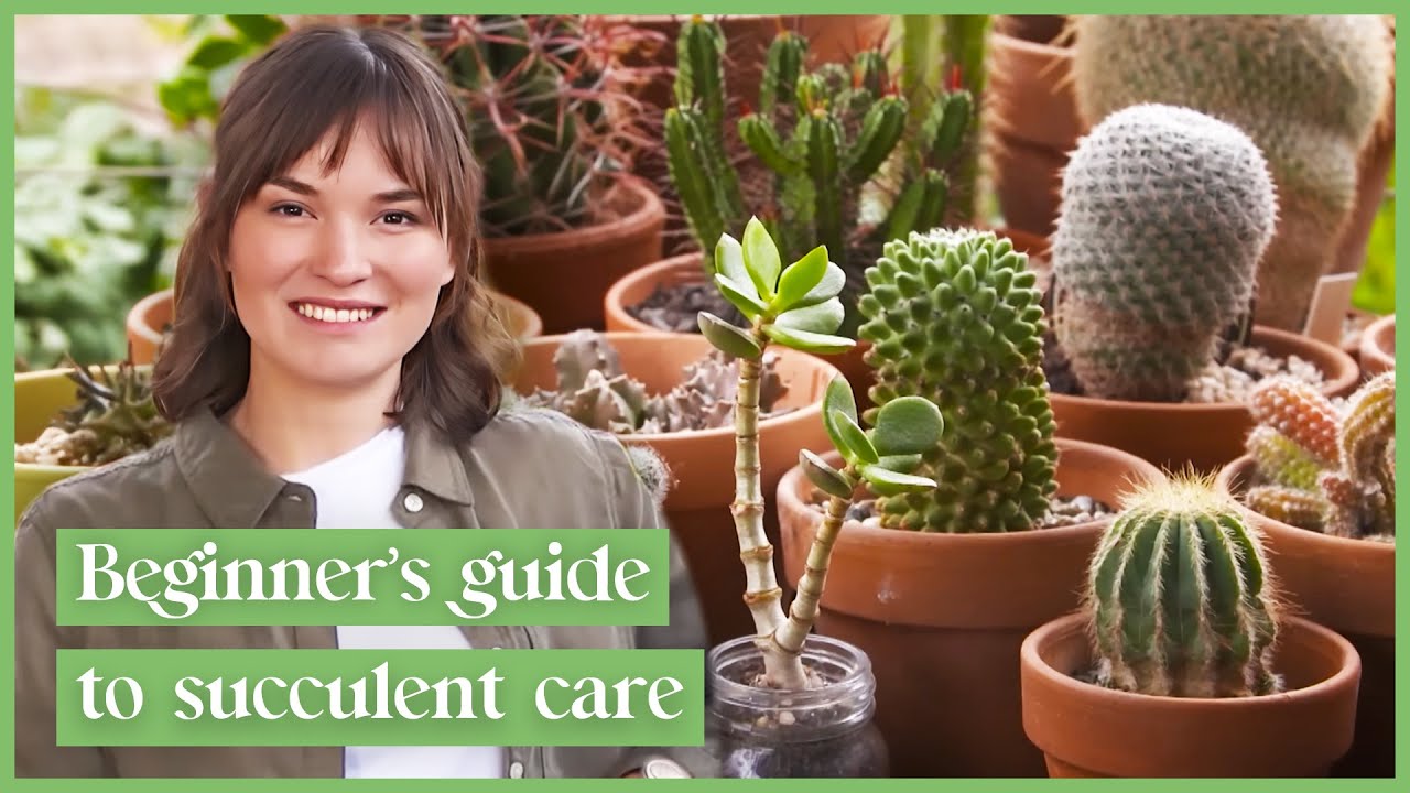 Backyard Basics: Caring For Succulents | The Garden Gurus