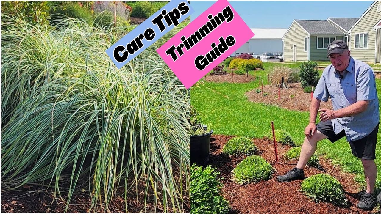 Why Carex Feather Falls Should Be in Every Garden / David's Care Tips & Trimming Guide!
