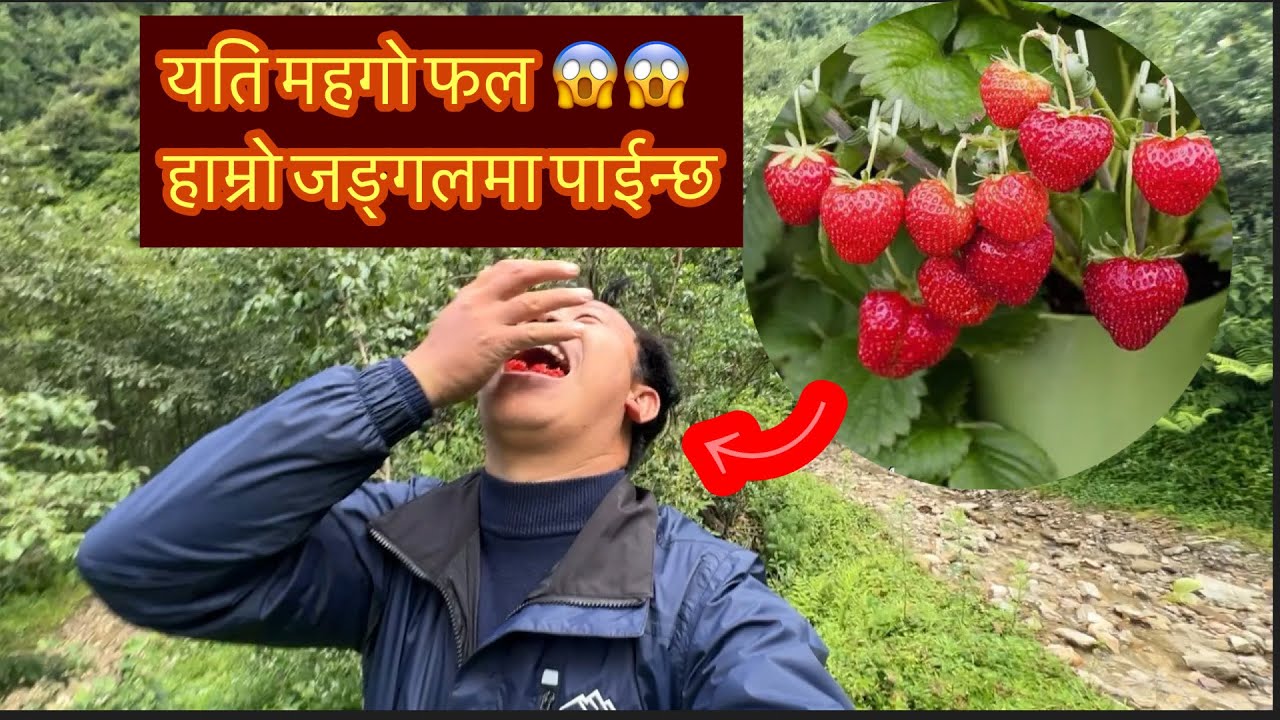 Local strawberry 🍓 in jungle 🥰❤️
