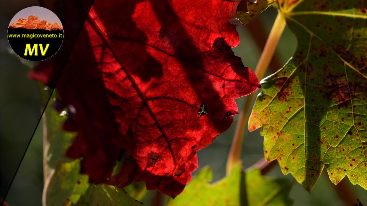 Foliage a Lonigo nei Colli Berici