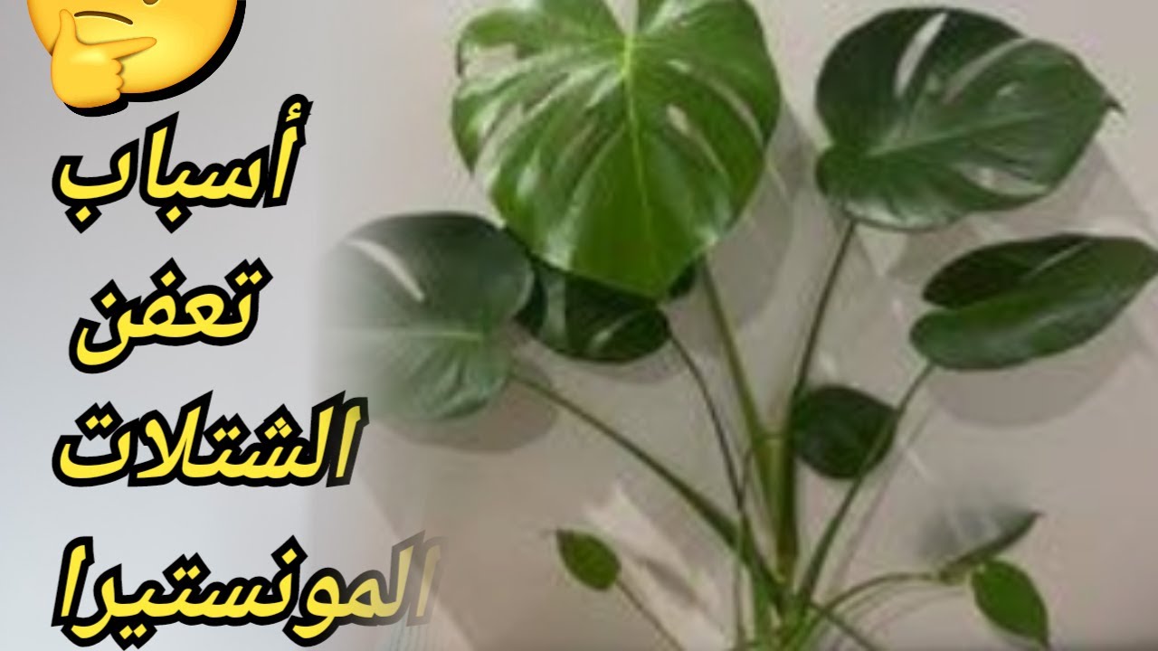 أسباب  تعفن الشتلات. تعفن العقل قبل التجذير. مدة جذير المونستيرا. تعفن الجذور بعد التجذير