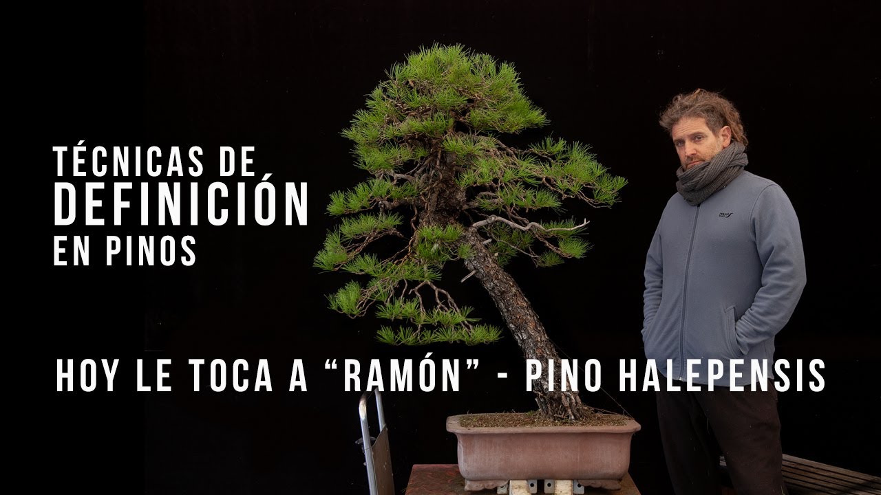Pino halepensis 