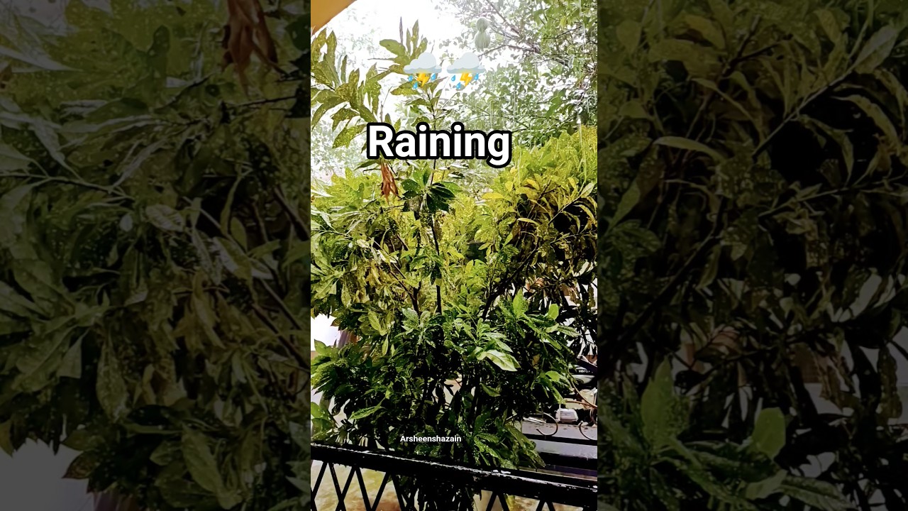 Rainy weather ☁️ #rain #shorts #viral #bihar #trending