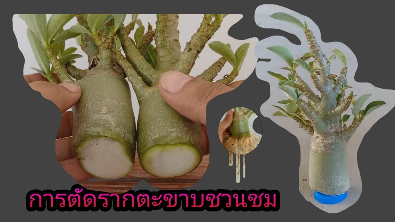 การทำรากตะขาบต้นชวนชมโดยไม่ใช้น้ำยาเร่งราก