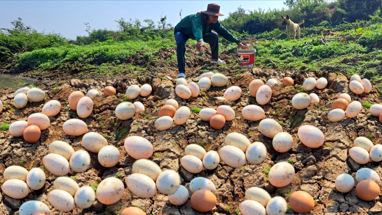 OMG amazing  -A farmer brought his dog down to collect a lot of duck eggs in a stream.