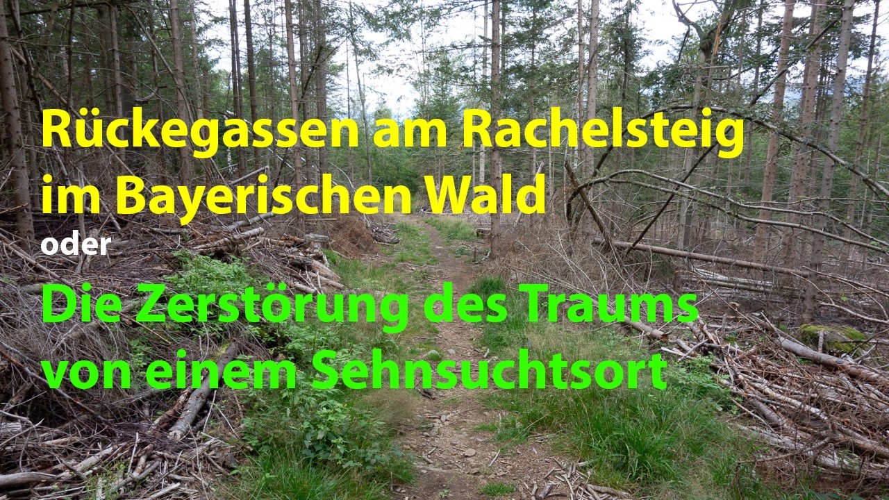 Rückegassen am Rachelsteig im Bayerischen Wald
