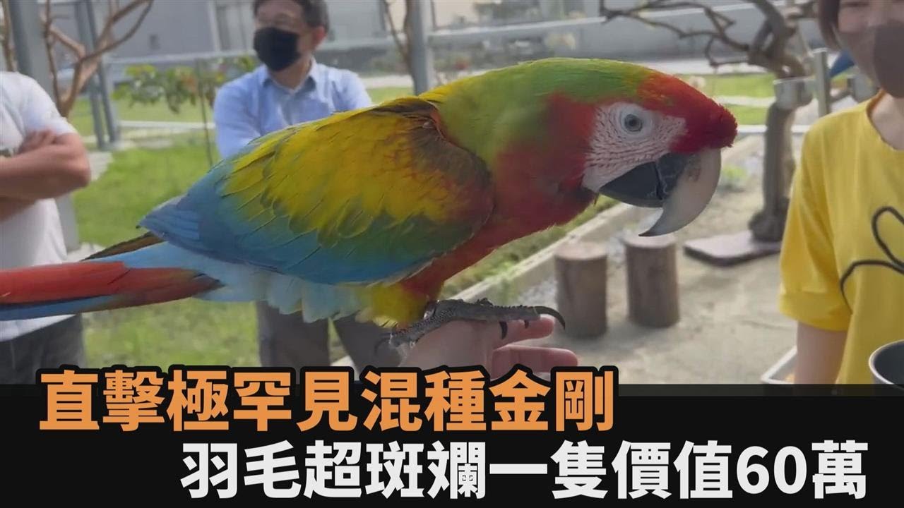 一隻價值60萬！他赴鳥舍認購鸚寶　直擊「極罕見混種金剛」羽毛斑斕美翻－全民話燒