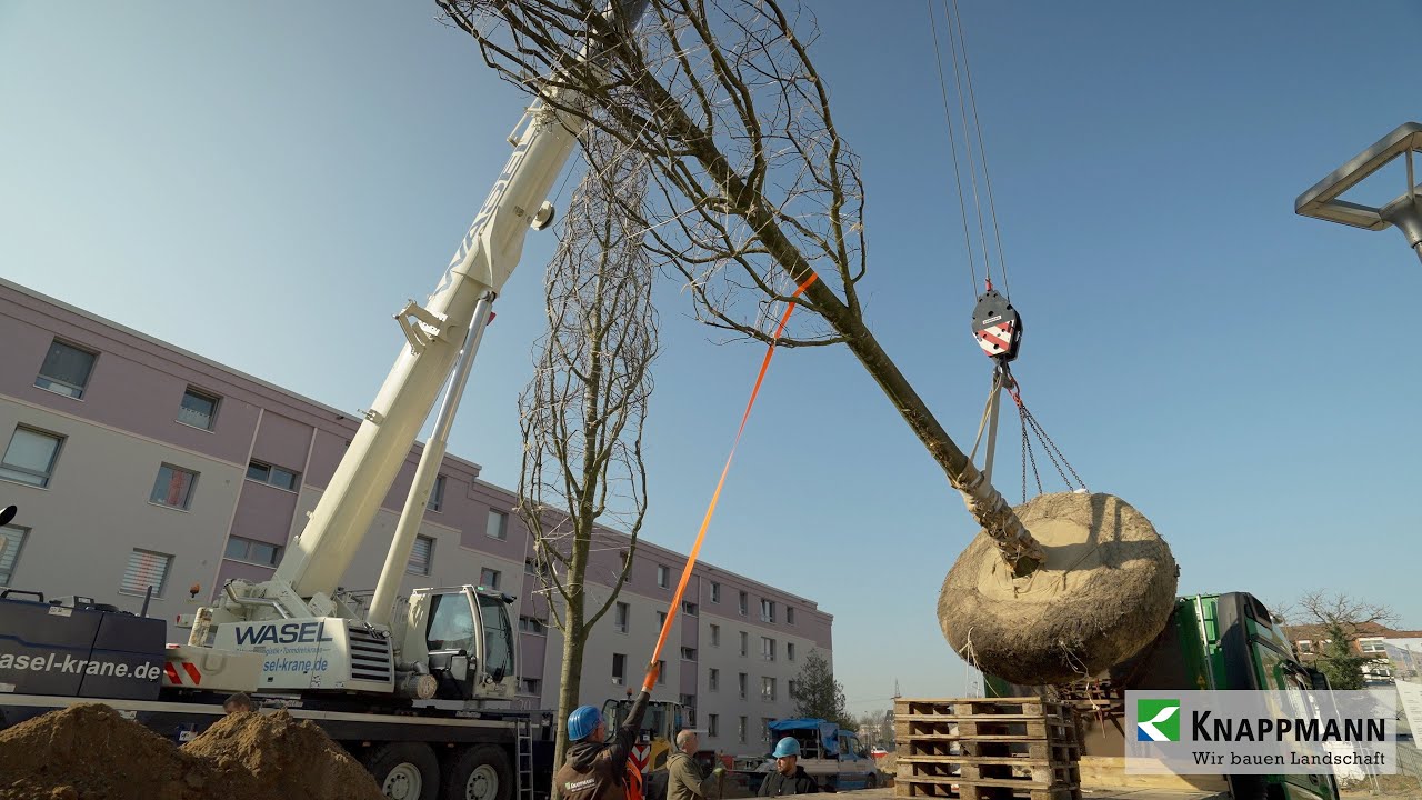 Baumpflanzung mit Kraneinsatz in Monheim
