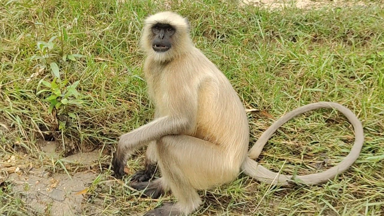 A Beautiful View of a Monkey by the River
