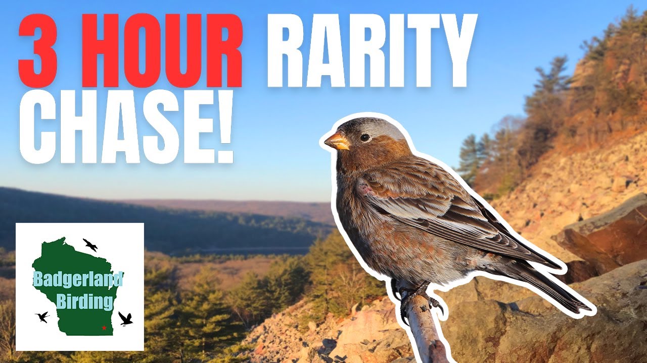 We Have Just 3 Hours to Find This Rare Bird!