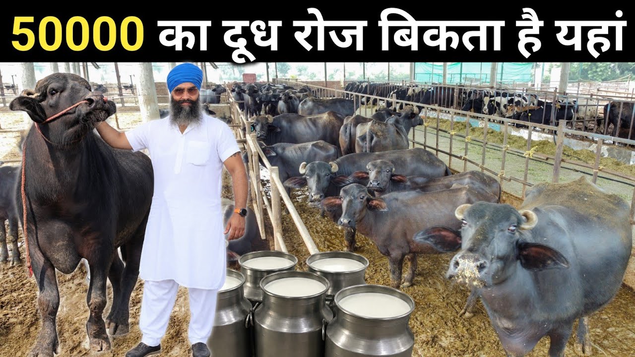 1 करोड़+ का डेयरी फार्म | ₹80 लीटर दूध घर घर | Buffalo Cow Dairy Farm Business Plan | Dairy Farming