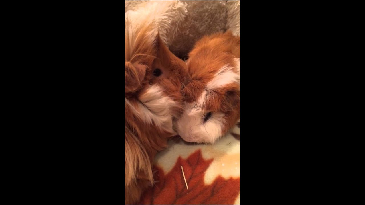 Healthy guinea pig takes care of a sick guinea pig.