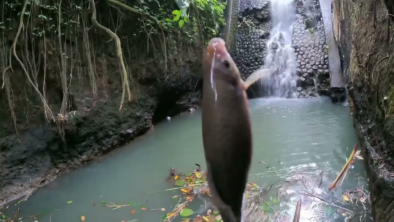 Puluhan wader dan nilem tertangkap pakai umpan ini
