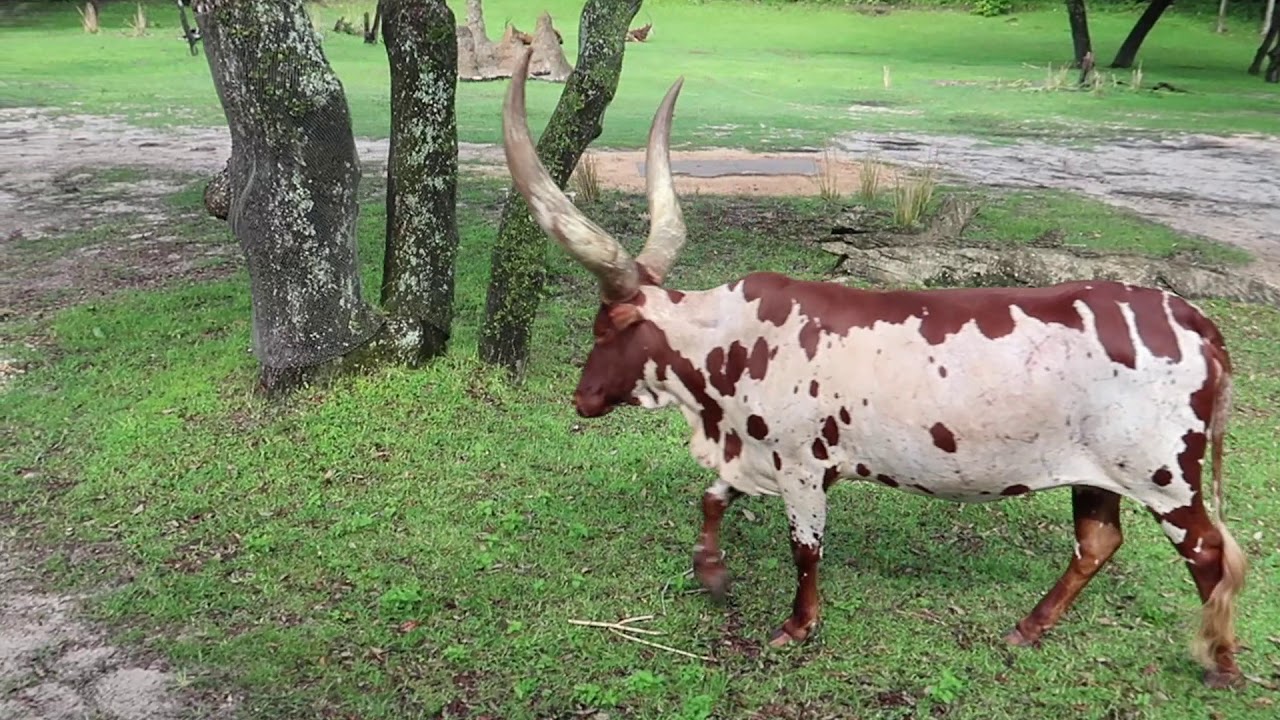Kilimanjaro Safaris at Disney's Animal Kingdom