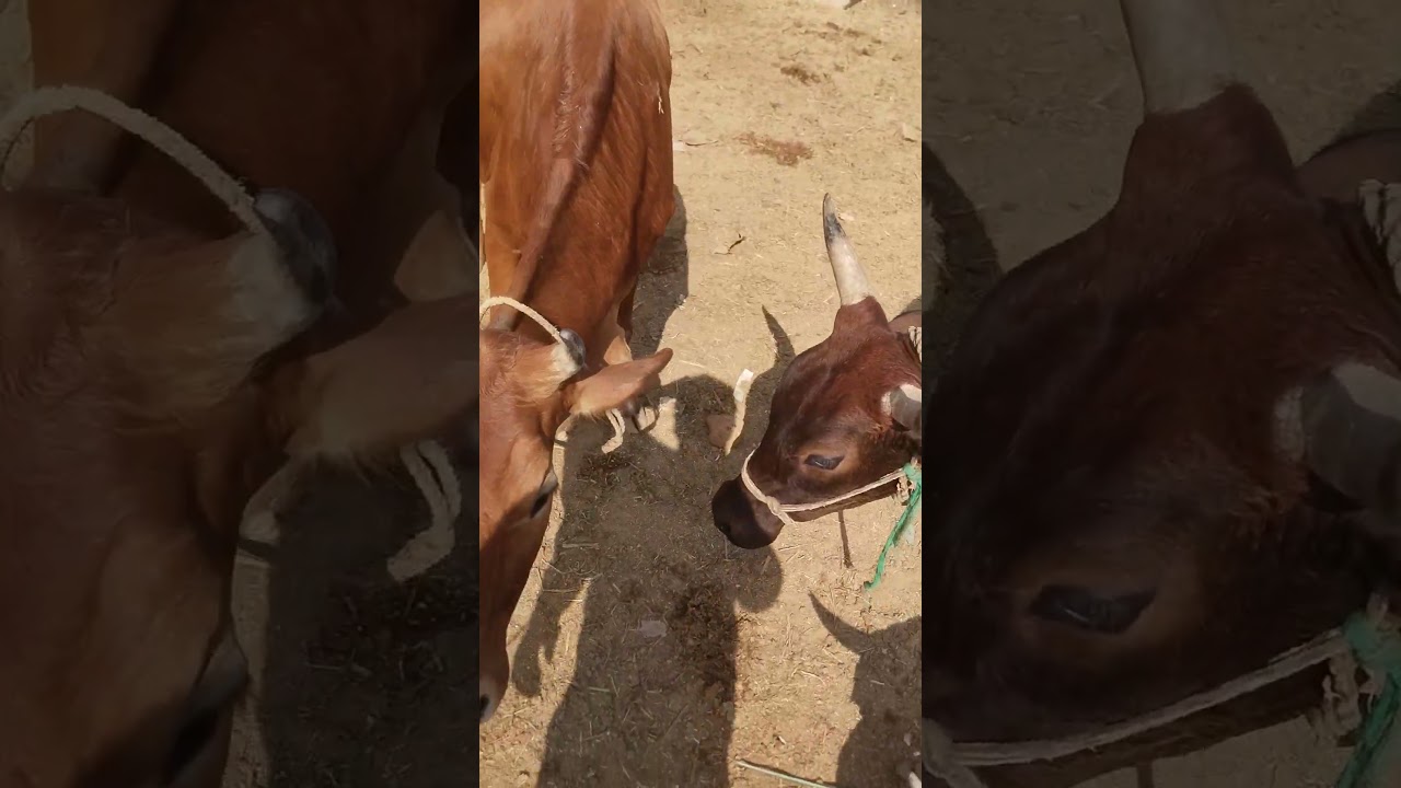 cow frame 