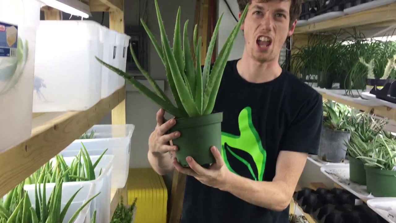 Bio Dude warehouse and showroom tour. Updated bioactive enclosures and more!