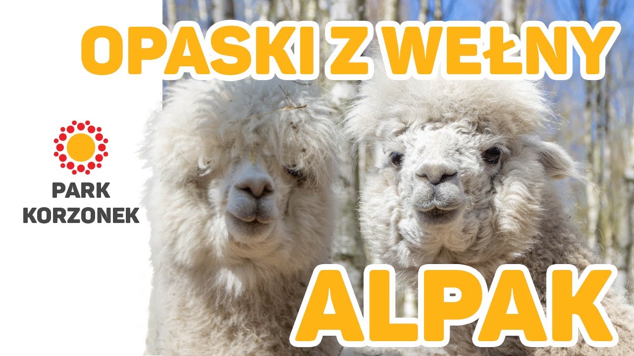 ALPAKI - SZYDEŁKOWANIE - opaski z wełny alpak . Jak powstają? Krok po kroku
