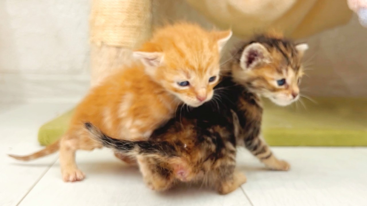 Крошечные котята, большие приключения – эти приемные котята не могут усидеть на месте
