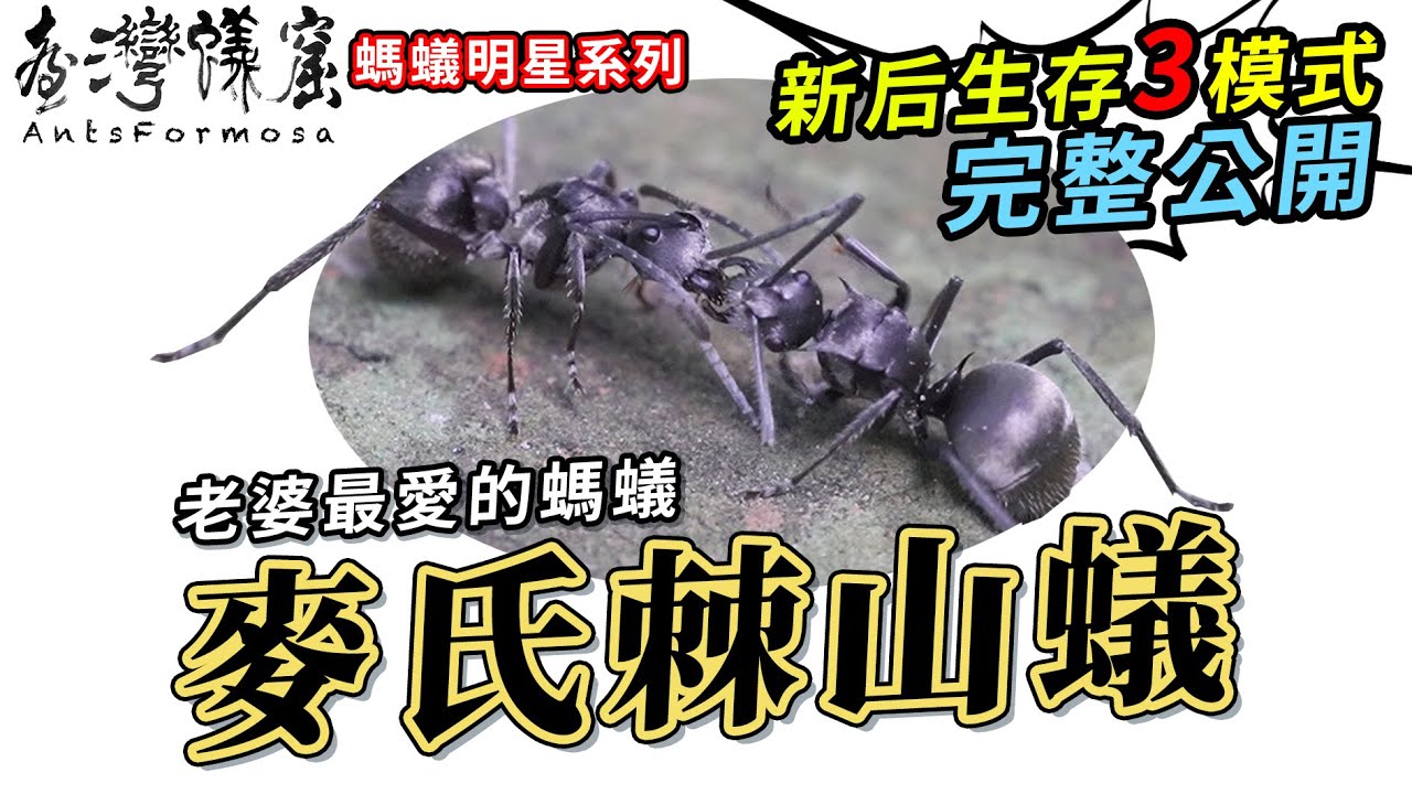 最常見的大螞蟻-「麥氏棘山蟻」｜「蟻后婚飛」的3種生存模式大公開｜【螞蟻明星系列】