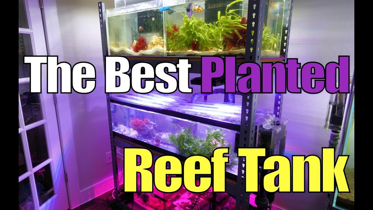 🌎💯 The World's Best Planted Reef Tank Rack 4K