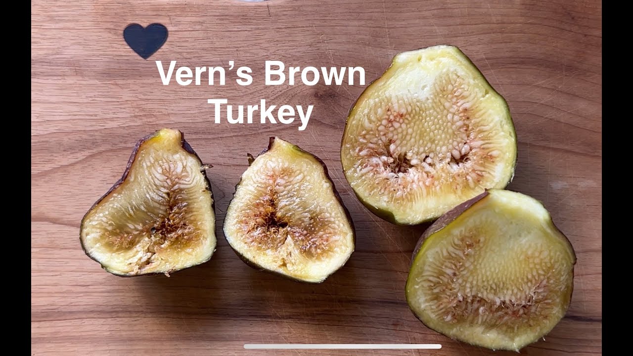 Vern's Brown Turkey Breba Tasting