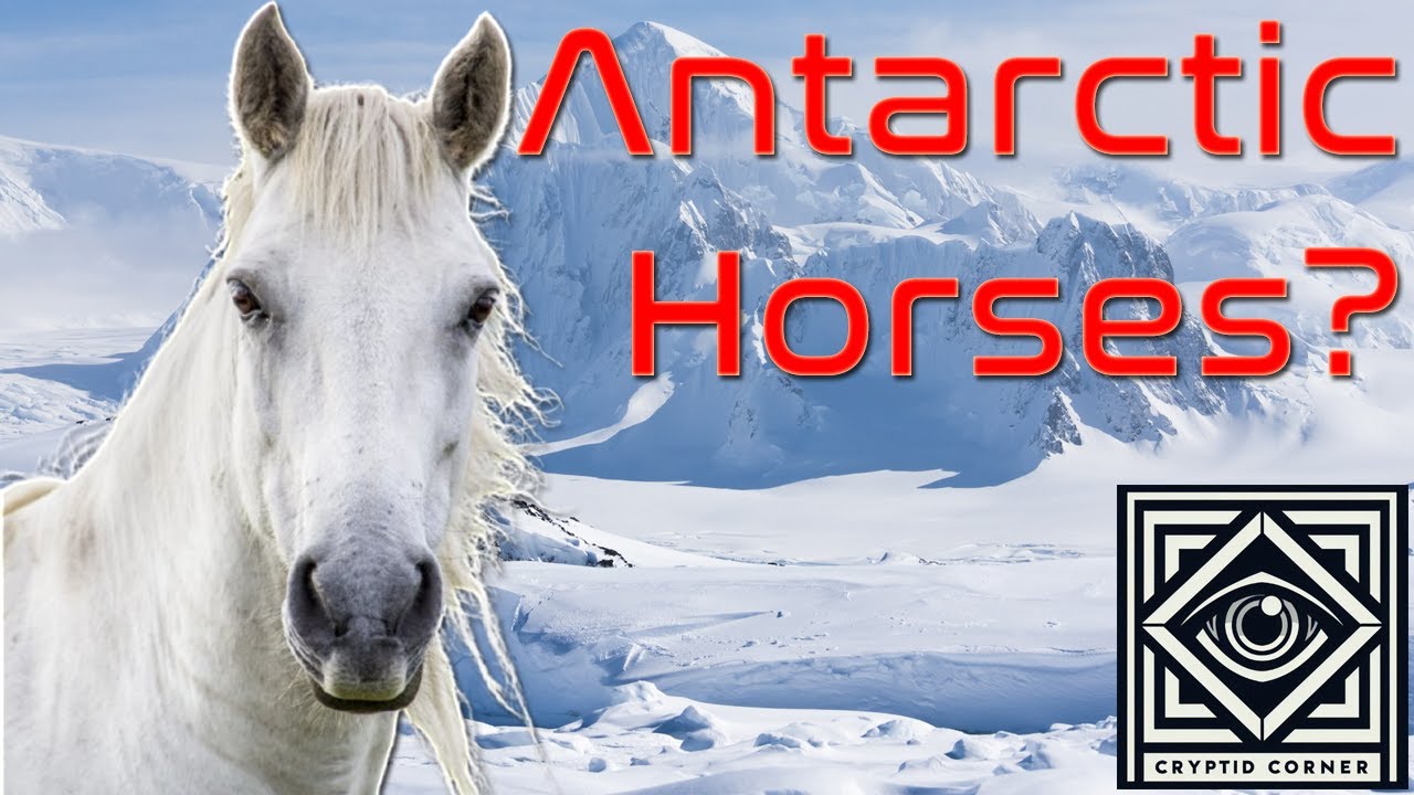 Horses in Antarctica? | The Kerguelen Islands Horse