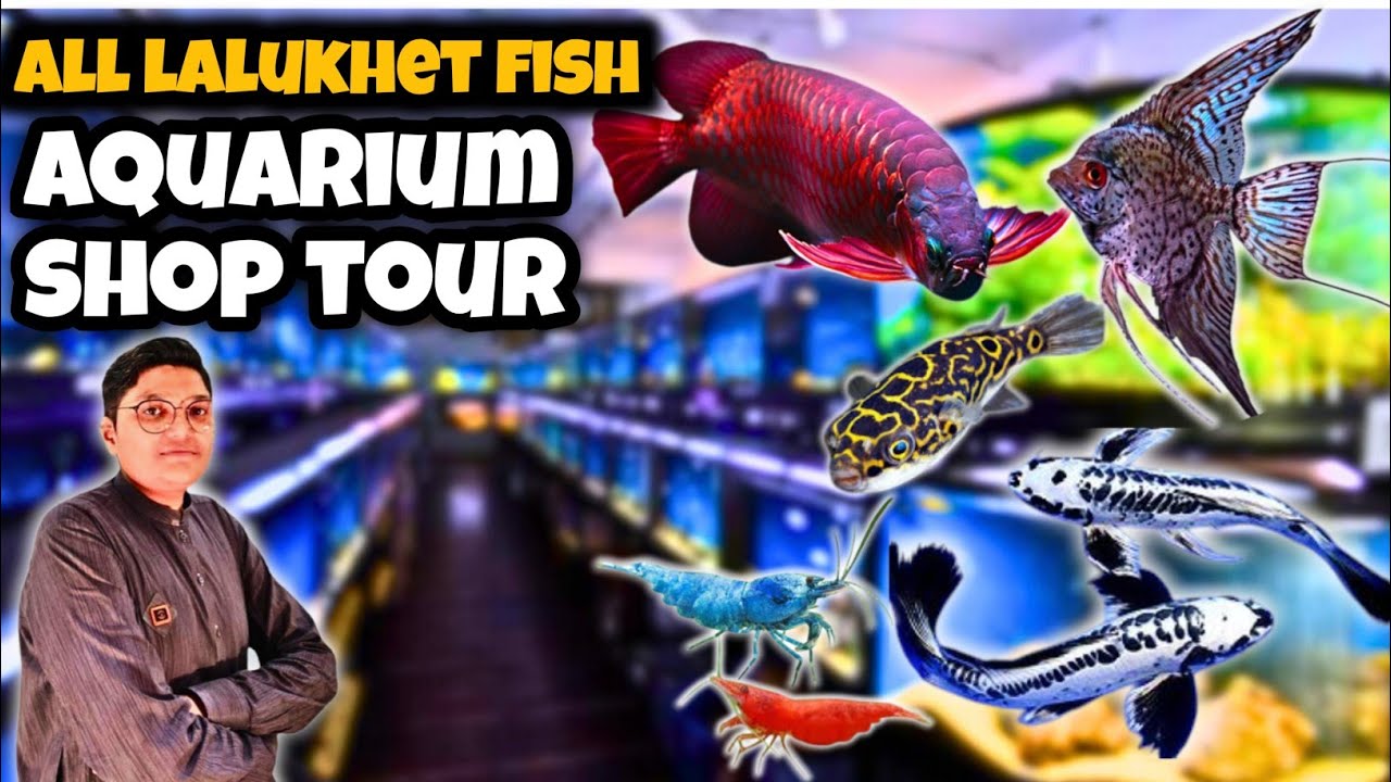 All Lalukhet Fish Aquarium Shops Tour | Rare Fish Collection Karachi Pakistan 🐟🐠🦐🌿