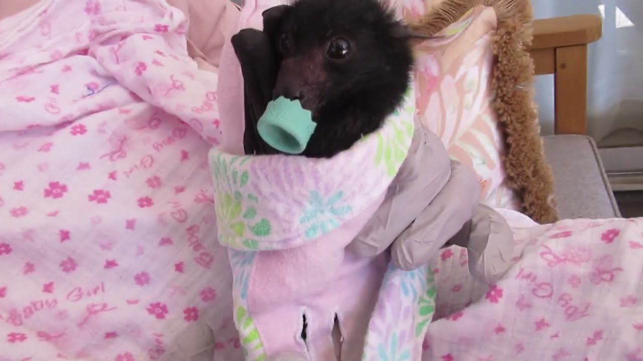 Gorgeous New Baby Clementine Spits Her Dummy