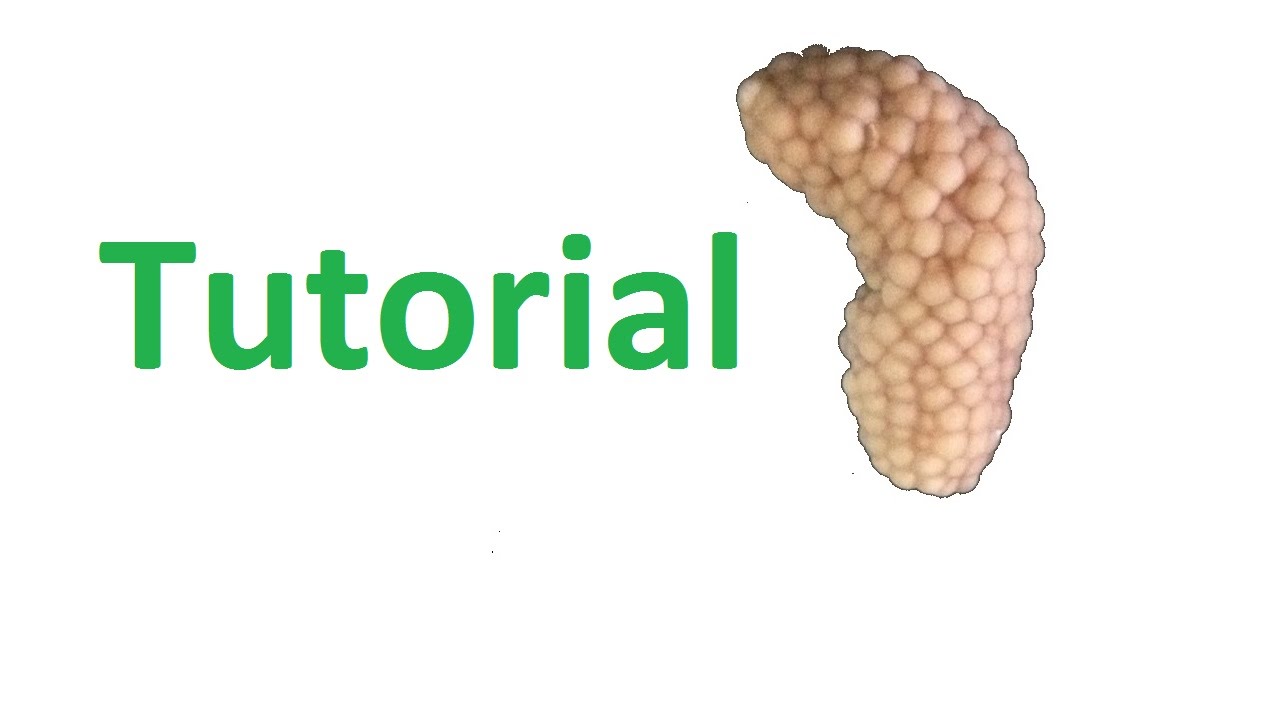 How to get mystery snail eggs to hatch