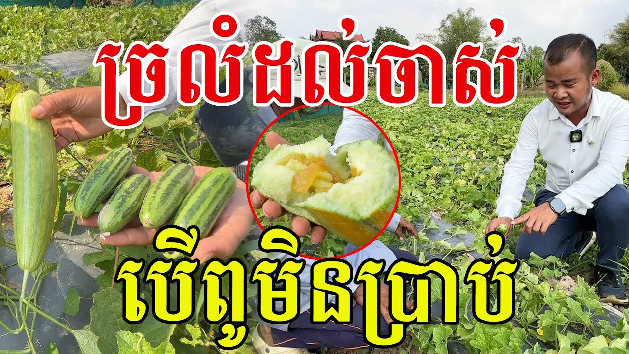 ច្រឡំដល់ចាស់ បើពូមិនប្រាប់ ការពិតចឹងសោះ