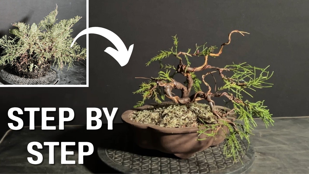 Transforming A Neglected Juniper Into A Stunning Bonsai