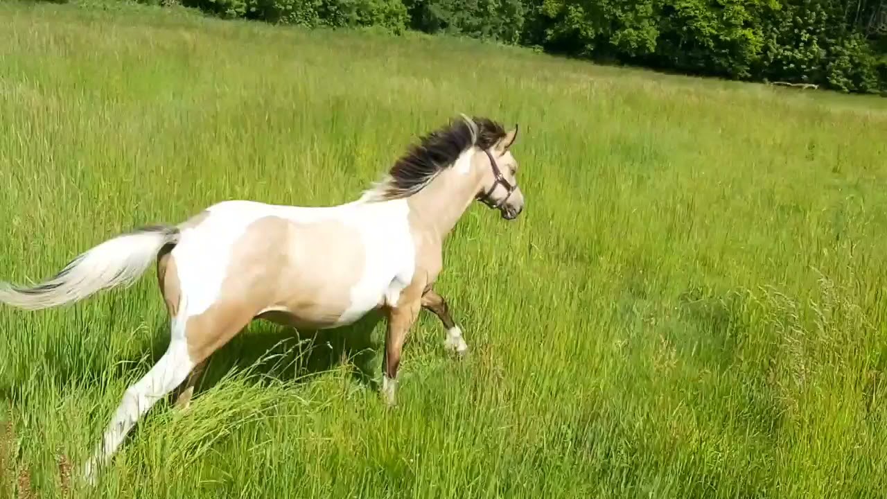 kinaï, Mustang des plaines du 78 😄