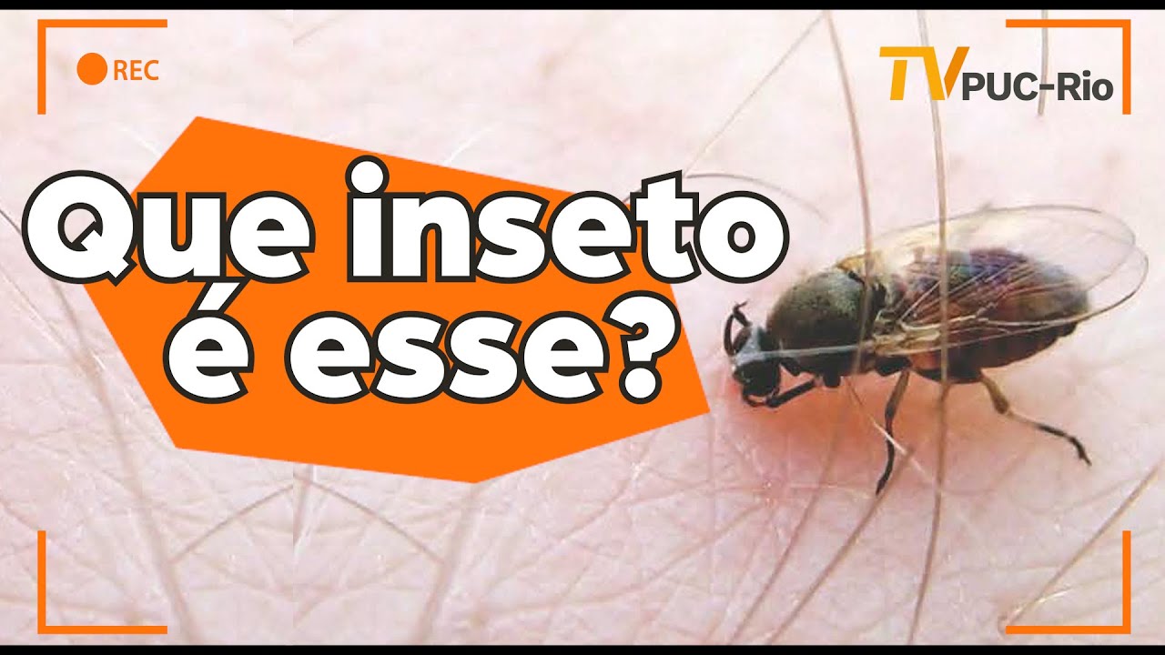 TV PUC-Rio | Picada de inseto deixa pele vermelha, inchada e com coceira