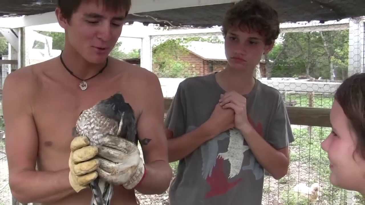Scary Hawk in the Chicken Coop - Hide Behind Dad!