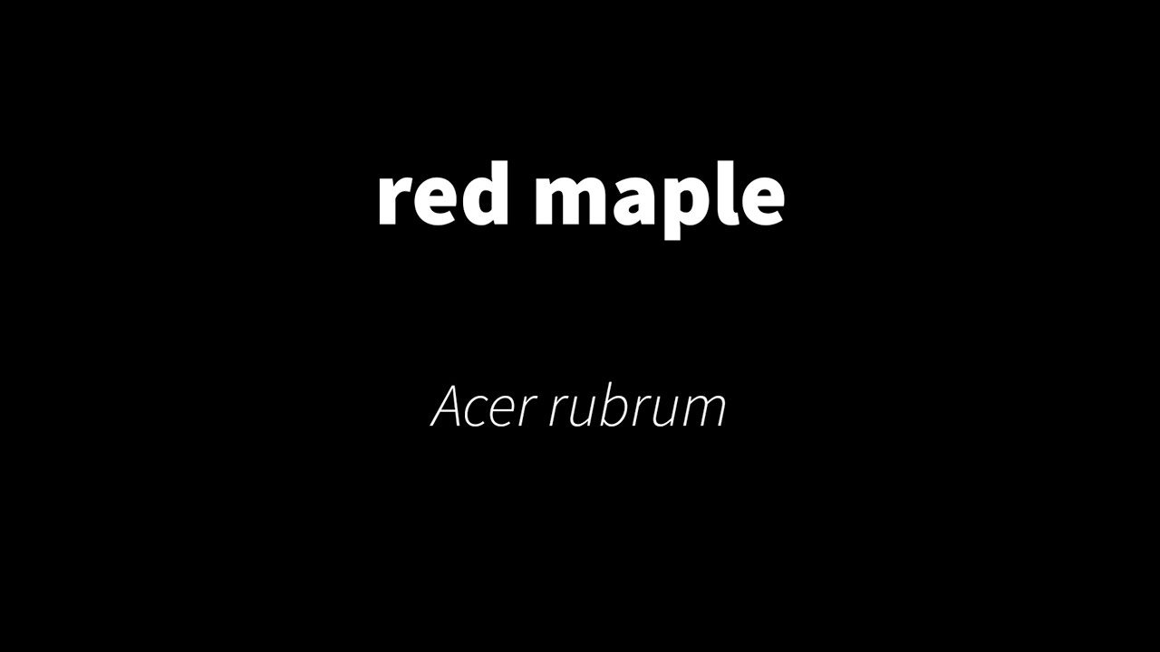 Acer rubrum - red maple
