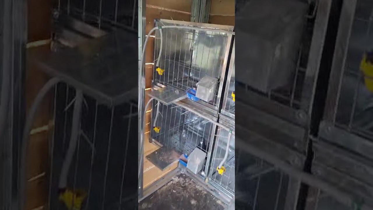 l'aménagement du nouveau pigeonnier 