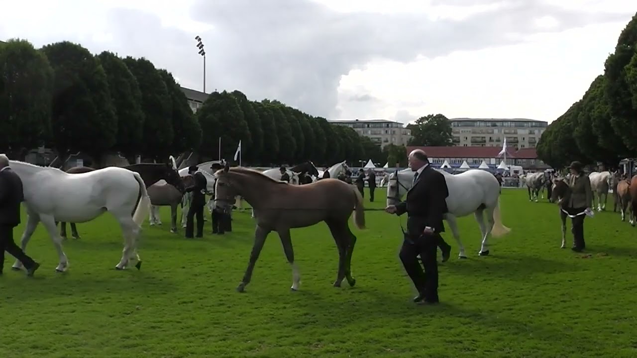 This is Part 3 of 3 , RDS 2014 . RID Mares 5years & older .