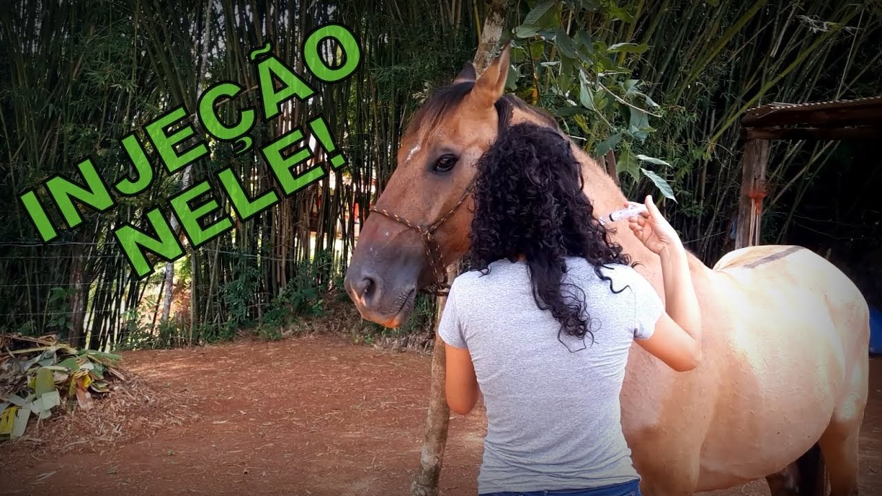 VLOG: Cavalo mancando e tomando injeção
